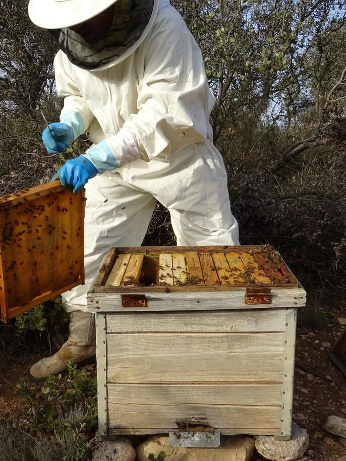 sacando panal abeja